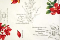 Mediterraneo-Seed-01.-Сатин